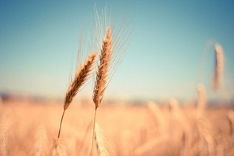 Producción mundial de trigo caería en 2023-2024, dice el Departamento de Agricultura de EE.UU.