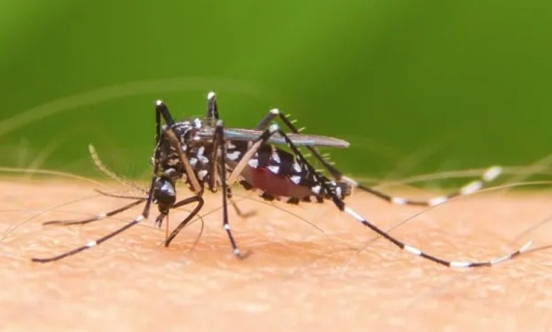 Hay 27 muertes sospechosas de dengue a la espera de ser confirmadas