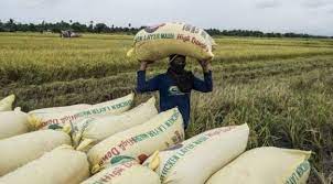 Los precios del arroz alcanzan su nivel más alto en 12 años