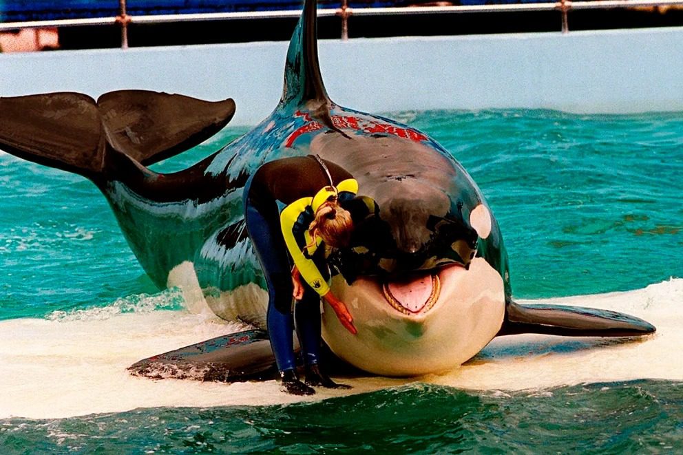 Murió Lolita, la emblemática orca del Miami Seaquarium que pasó más de medio siglo en cautiverio