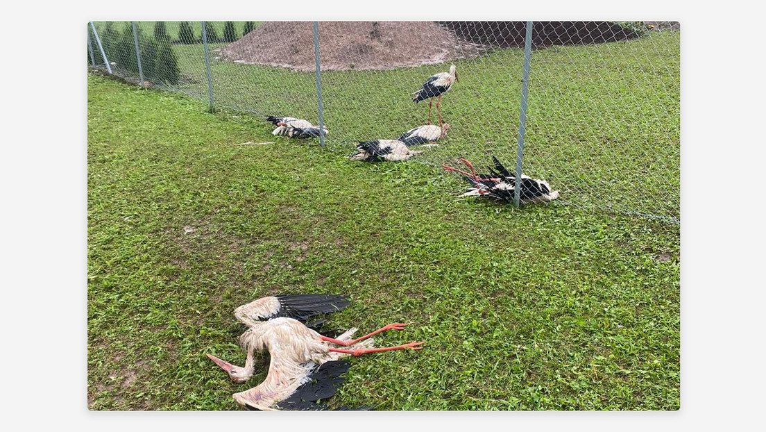 La precipitación sólida, con algunas bolas del tamaño de una pelota de golf, afectó fachadas de edificios, rompió ventanas, quebró árboles y causó destrozos en vehículos.
