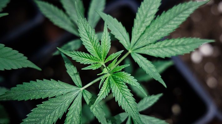 Gobierno de Alemania aprueba la "legalización controlada" del consumo de marihuana