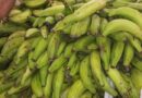 Gobierno suspende exportación de plátanos en búsqueda de garantizar la estabilidad de los precios
