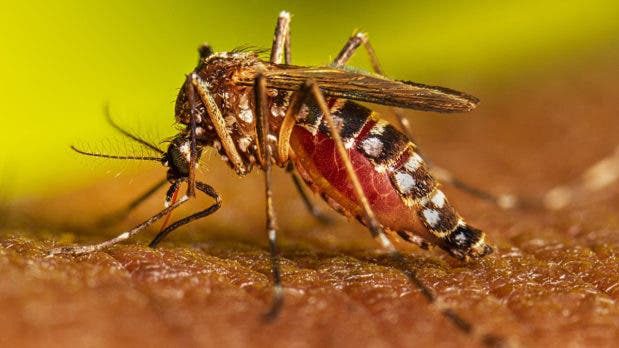 Los centros públicos y privados están llenos pacientes con dengue