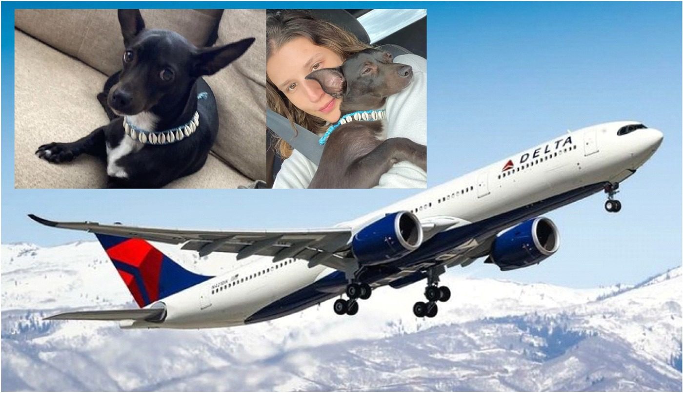 Encuentran perrita desaparecida en aeropuerto  de Atlanta cuya propietaria dominicana fue deportada de Estados Unidos