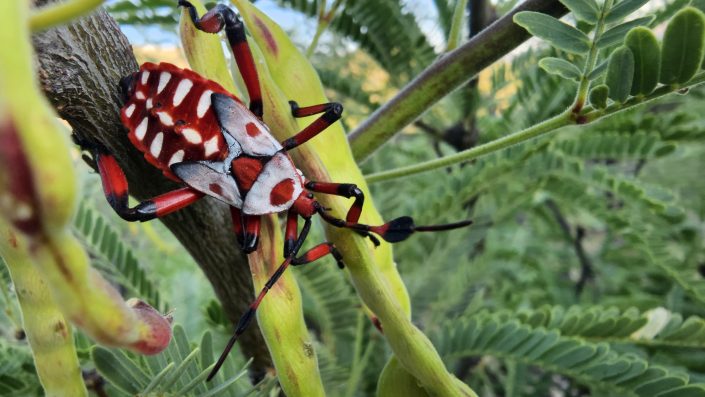 Samsung Latinoamérica estrena el documental "Naturaleza Épica": una visión reflexiva sobre la necesaria protección a los ecosistemas frágiles del mundo 