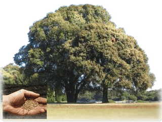 PALABRA DE DIOS MARTES DE LECTURA "¿Con qué podré comparar al Reino de Dios?" 