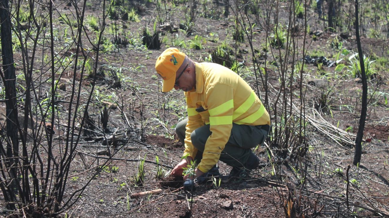Bomberos forestales plantan 3,000 árboles en área de Loma Guaigüí afectada por incendio