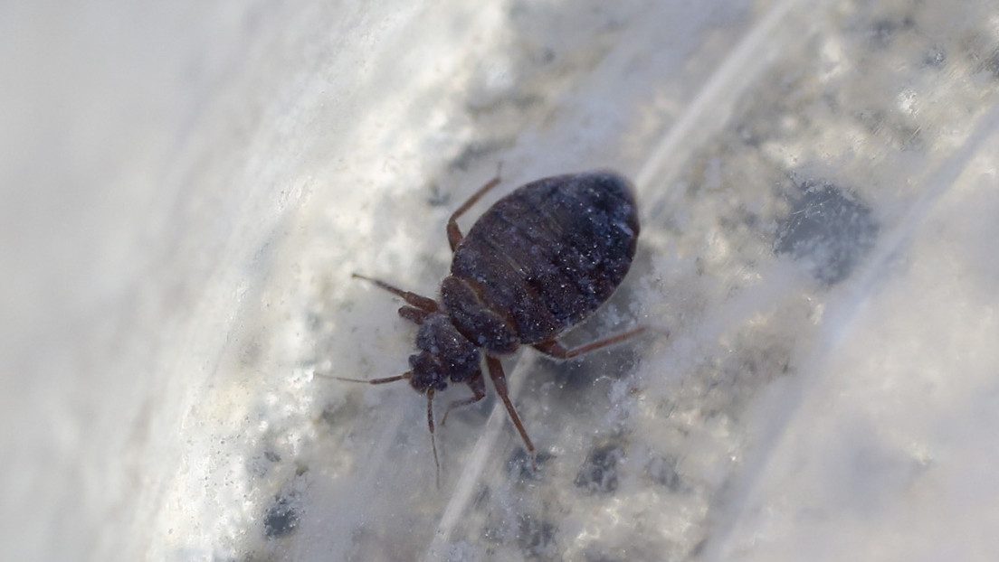 Una plaga de chinches provoca el cierre de una biblioteca en Londres