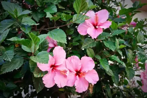 Flor de cayena para el cabello: ¿aporta beneficios?