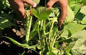 Agricultura dice que enfrenta insecto que destruye las plantaciones de habichuelas