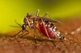 Argentina registra cifras récord de dengue con casi 12.000 casos en enero