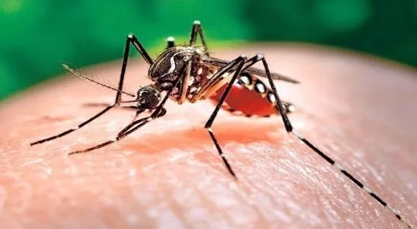 Brasil en alerta por el dengue tras cerrar el año pasado con 1,6 millones de casos