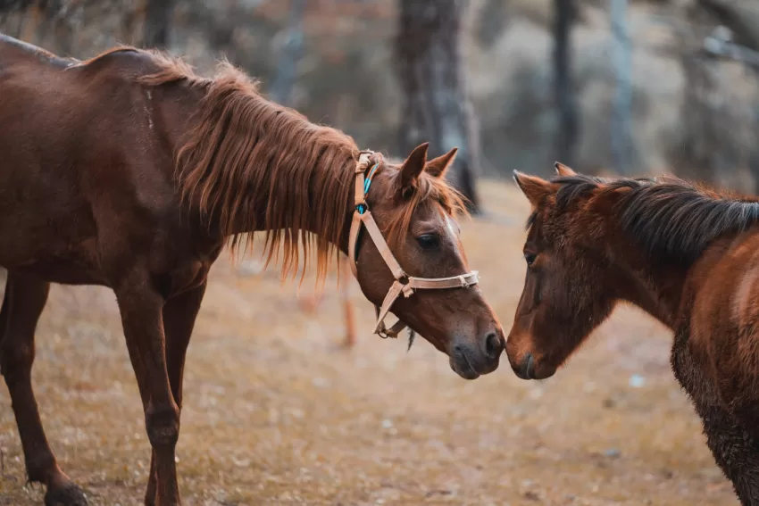 Detectan el primer caso de encefalitis equina en humanos en Uruguay