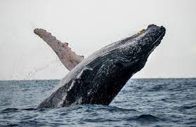 Ministro de Medio Ambiente exhorta a la población a visitar las ballenas jorobadas