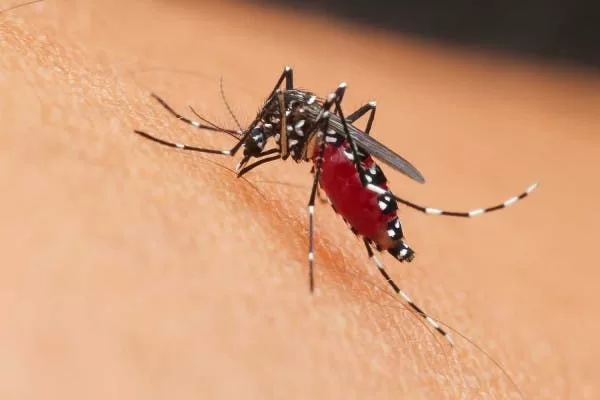 Brasil lanza campaña en las escuelas para combatir el aumento de casos de dengue