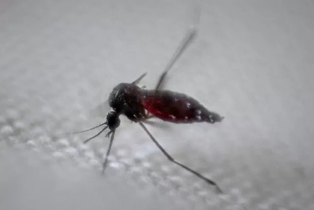 Perú declarará a 20 regiones en emergencia sanitaria por el aumento en casos de dengue