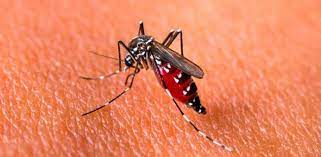 Salud emite alerta por alza dengue en las Américas