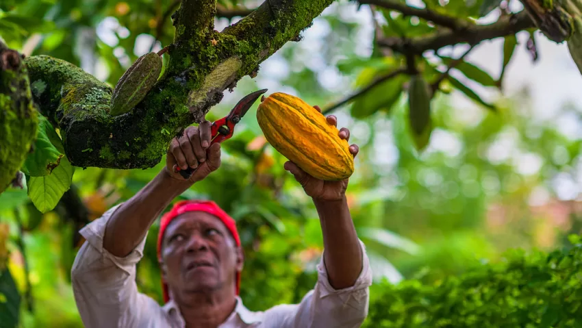Revelan una amenaza para el suministro mundial de chocolate