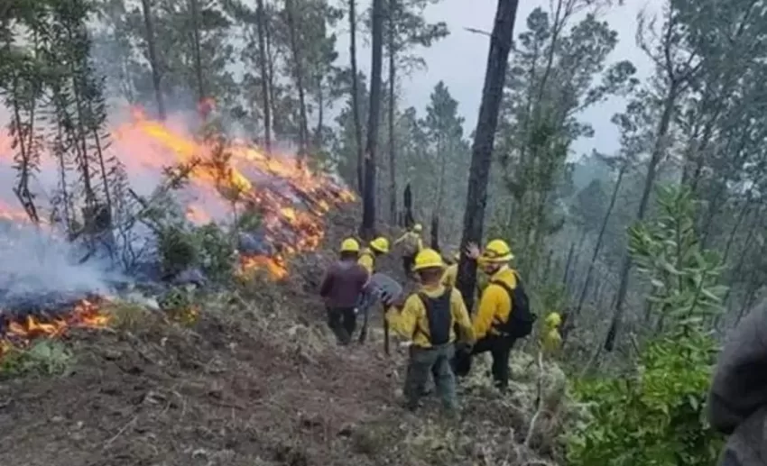 Incendios forestales, mayoría por conuquismo, han afectado cerca de 24,500 tareas en lo que va de 2024