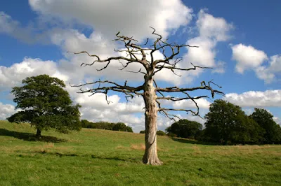 PALABRA DE DIOS MIERCOLES DE LECTURA Todo árbol bueno da frutos buenos y el árbol malo da frutos malos.