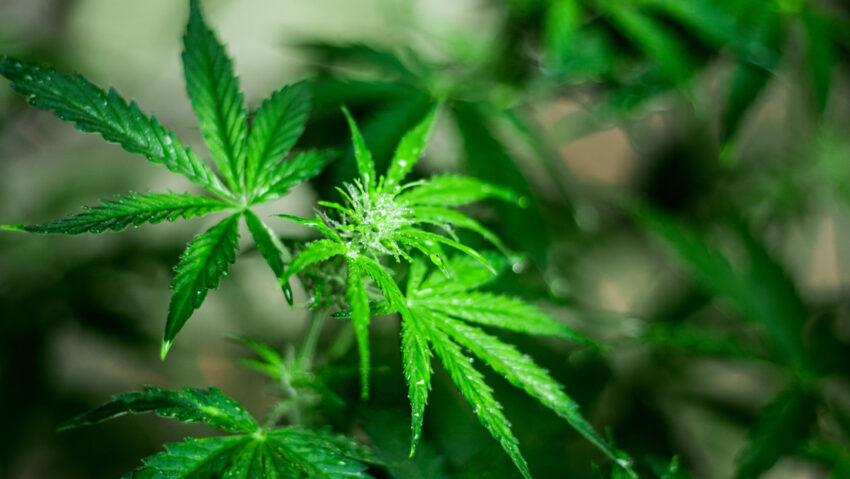 El consumo de marihuana entre adolescentes aumenta drásticamente el riesgo de trastornos psicóticos