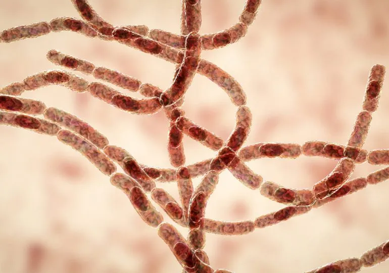 ¿Qué es el ántrax, enfermedad que ha encendido las alarmas en RD por sospecha de brote en Haití?