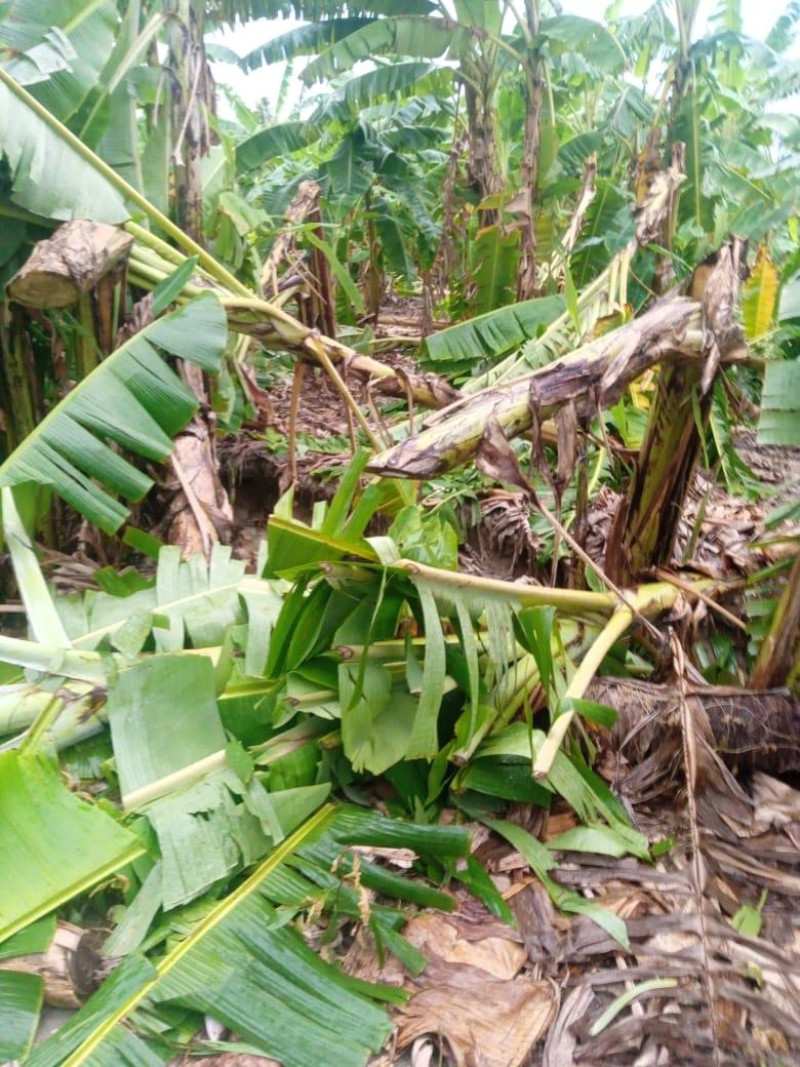 Huracán Beryl afecta más de 13,000 tareas de producciones agrícolas en la región Sur