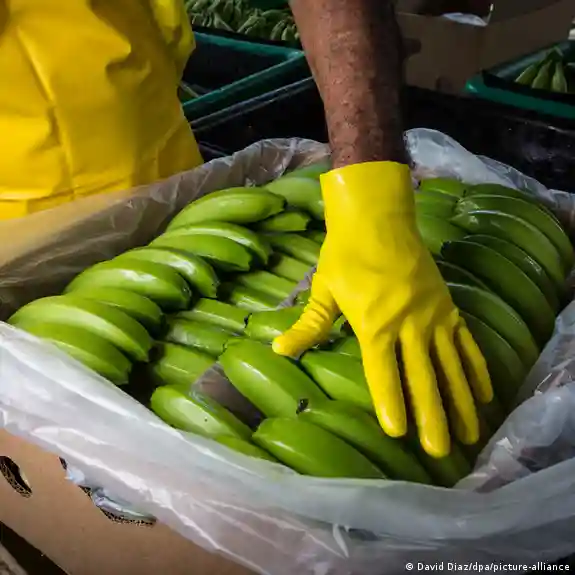 Encuentran casi seis toneladas de cocaína en un cargamento de banano en Ecuador
