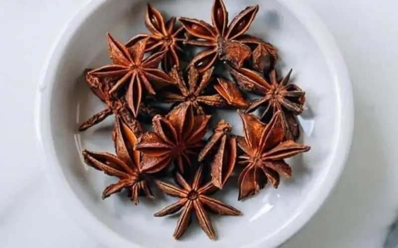 Investigadora UASD descubre gran diversidad de anís de estrella endémico