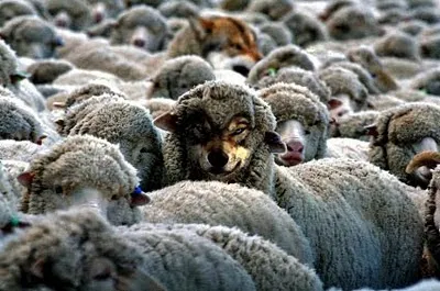 PALABRA DE DIOS VIERNES DE LECTURA Yo los envío como ovejas entre lobos.