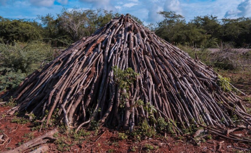 Medio Ambiente interviene en bosque seco; retiene carbón vegetal en Pedernales