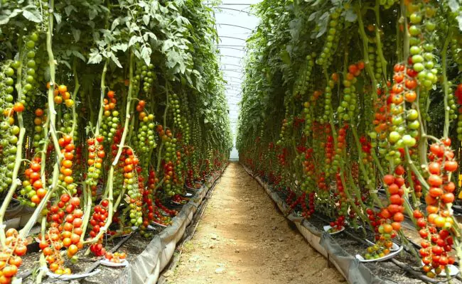 Agricultura informa “RD logra récord en producción de vegetales en invernaderos"