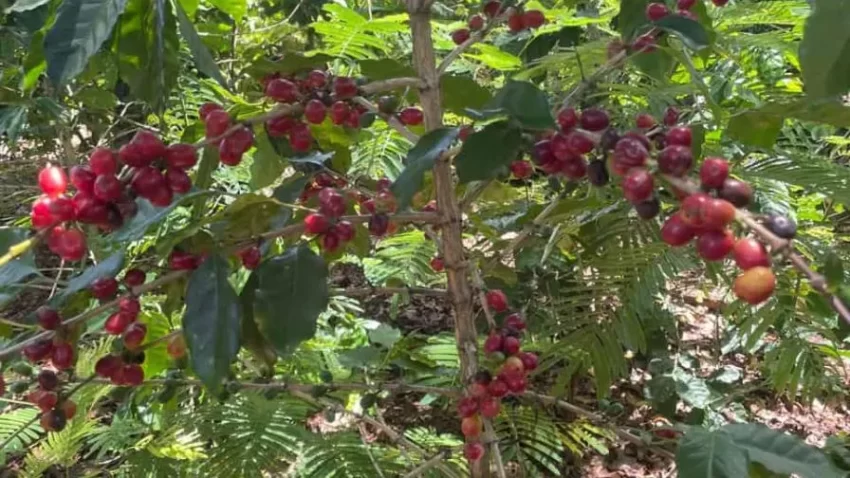 Concafed solicita la colaboración del gobierno para promover una caficultura sostenible. Afirma que es necesario que los pequeños y medianos productores tengan acceso a créditos con tasas de interés justas, entre otras medidas.