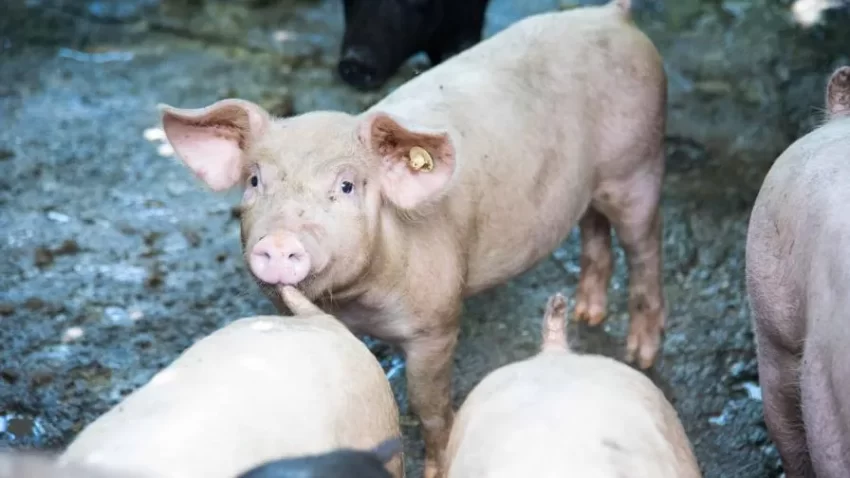 En febrero, las autoridades sacrificaron más de 400 cerdos en Espaillat por peste porcina africana