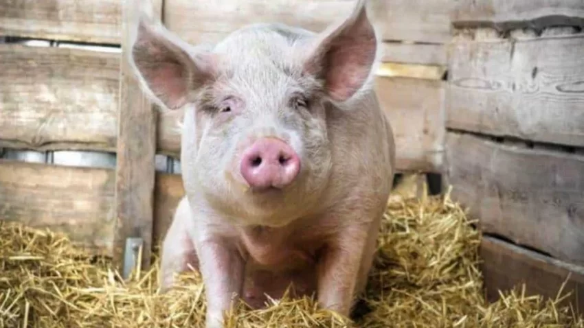 Desde el inicio del brote de la PPA, la producción nacional de cerdo ha disminuido en más del 50 %