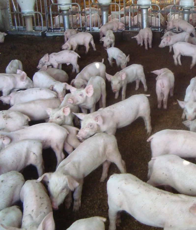 El Ministro de Agricultura asegura que los precios de la carne de cerdo se mantienen estables.