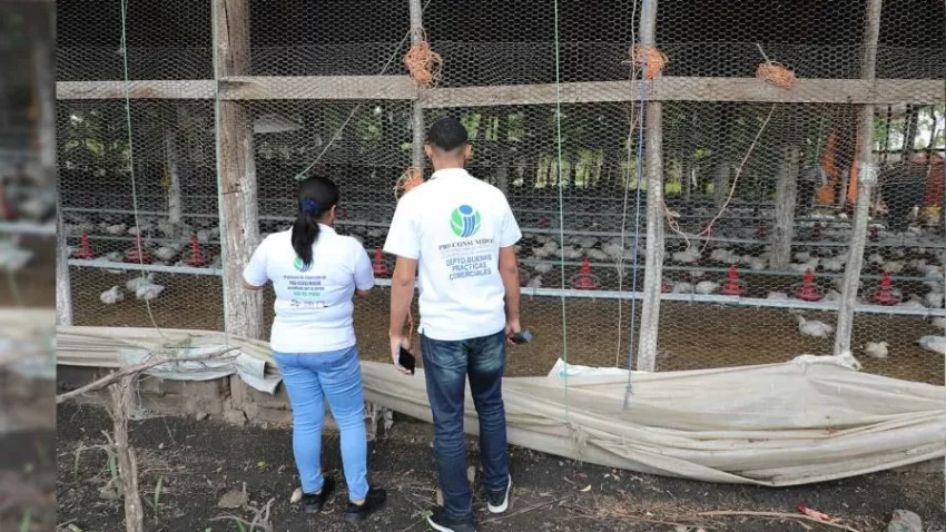 El Gobierno exigirá que el pollo del almuerzo escolar sea 100 % dominicano