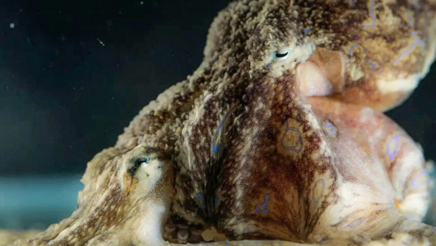 Un estudio publicado en la revista Current Biology revela un ingenioso truco de los pulpos machos de líneas azules para lograr un 'sexo seguro'. 
