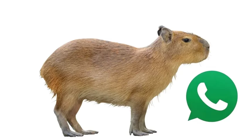 Para qué se utiliza y cómo habilitar el ‘modo Capibara’ en WhatsApp de manera rápida