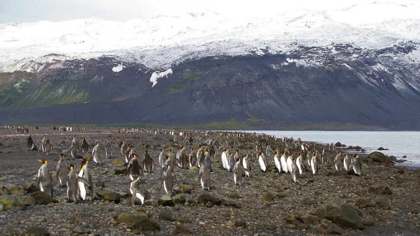 EE. UU. explica las razones detrás de la imposición de aranceles a una isla habitada únicamente por pingüinos.