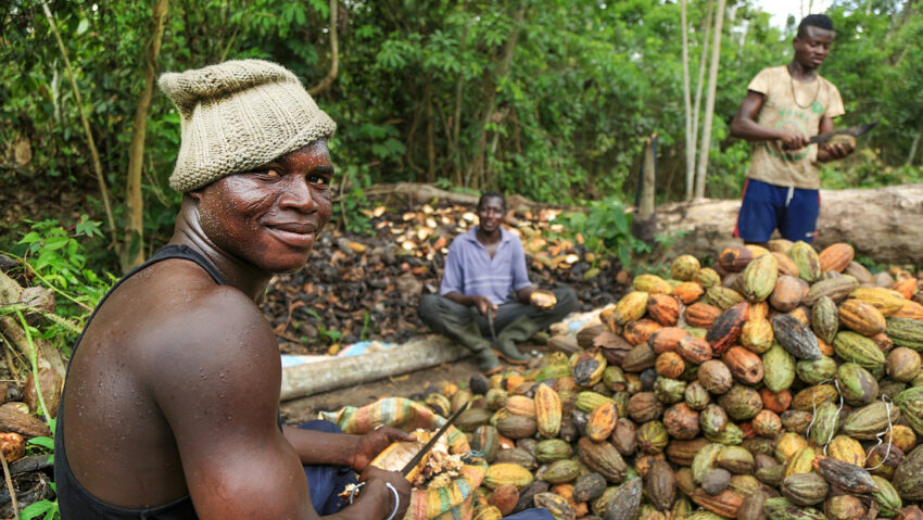 El principal productor de cacao está considerando un aumento en los precios como reacción a los aranceles impuestos.