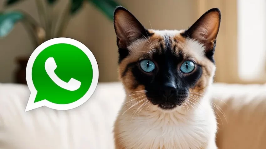 Modo gato siamés en WhatsApp: Activación sencilla