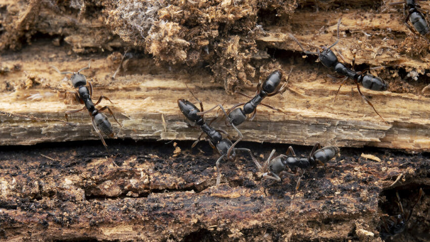 Hormiga tóxica y potencialmente mortal, "plaga de importancia médica" en EE.UU.