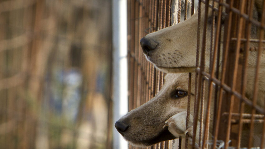 La Marina de EE.UU. pone fin a los "estudios inhumanos" con gatos y perros