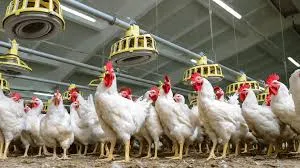 Productores de pollo denuncian riesgo de quiebra por falta de planificación y sobreproducción