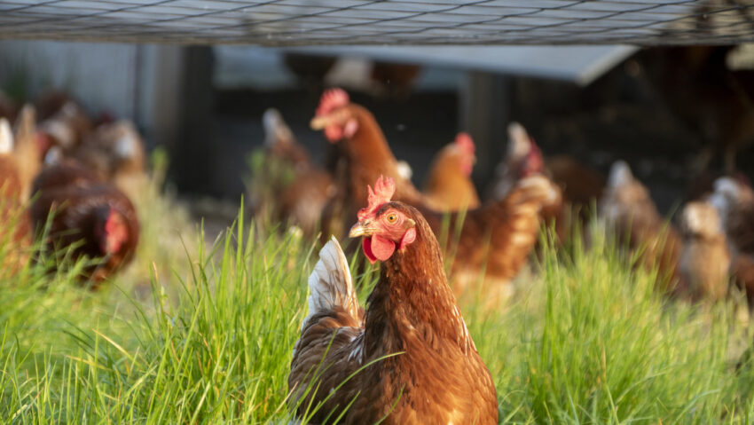 Un caso de gripe aviar de "alta patogenicidad" se detecta en este país latinoamericano