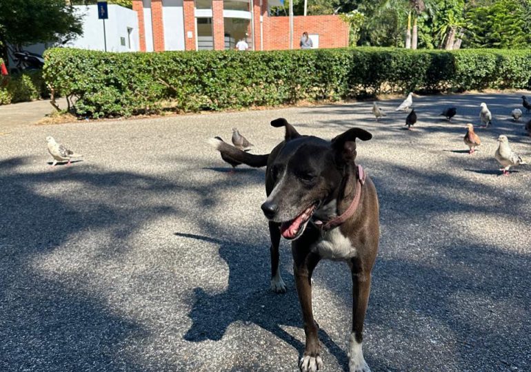 Ciudadanos exigen investigación tras envenenamiento de perros en el Parque Mirador Sur