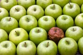 PALABRA DE DIOS MIERCOLES DE LECTURA  Todo árbol bueno da frutos buenos y el árbol malo da frutos malos.