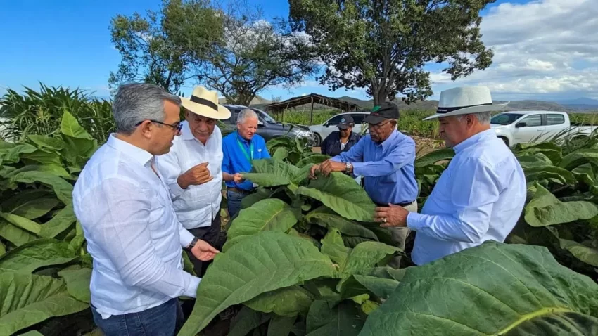 Gobierno: tabaco es el segundo producto de exportación de RD